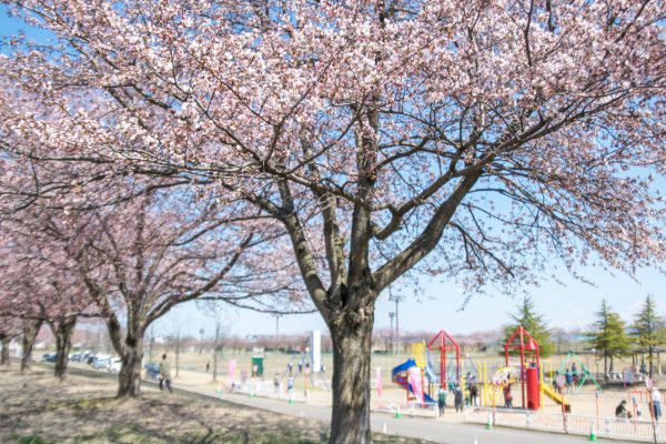 越路河川公園と桜