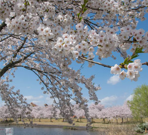 越路河川公園 池と桜