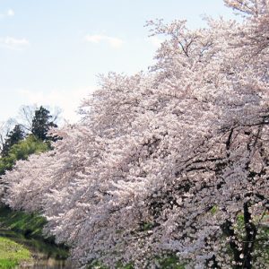 岩野の桜