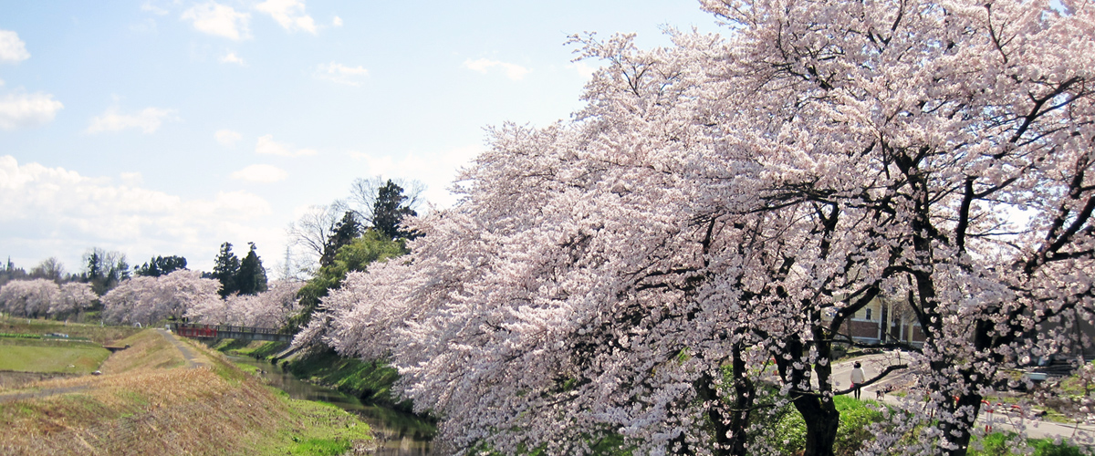 岩野の桜