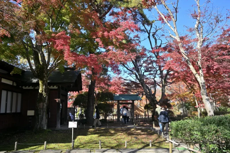 momijien20251116-6790