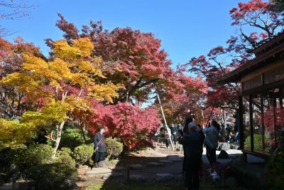 momijien20251116-6793