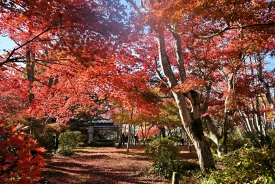 momijien20251116-6825