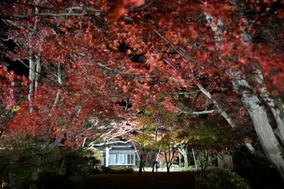 momijien20251116-6901