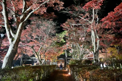 momijien20251116-6915