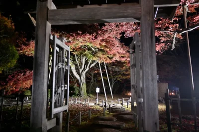 momijien20251116-6923