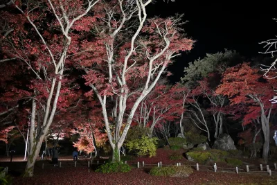 momijien20251116-6964