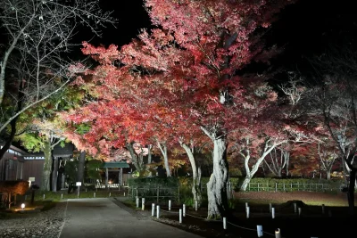 momijien20251116-6980